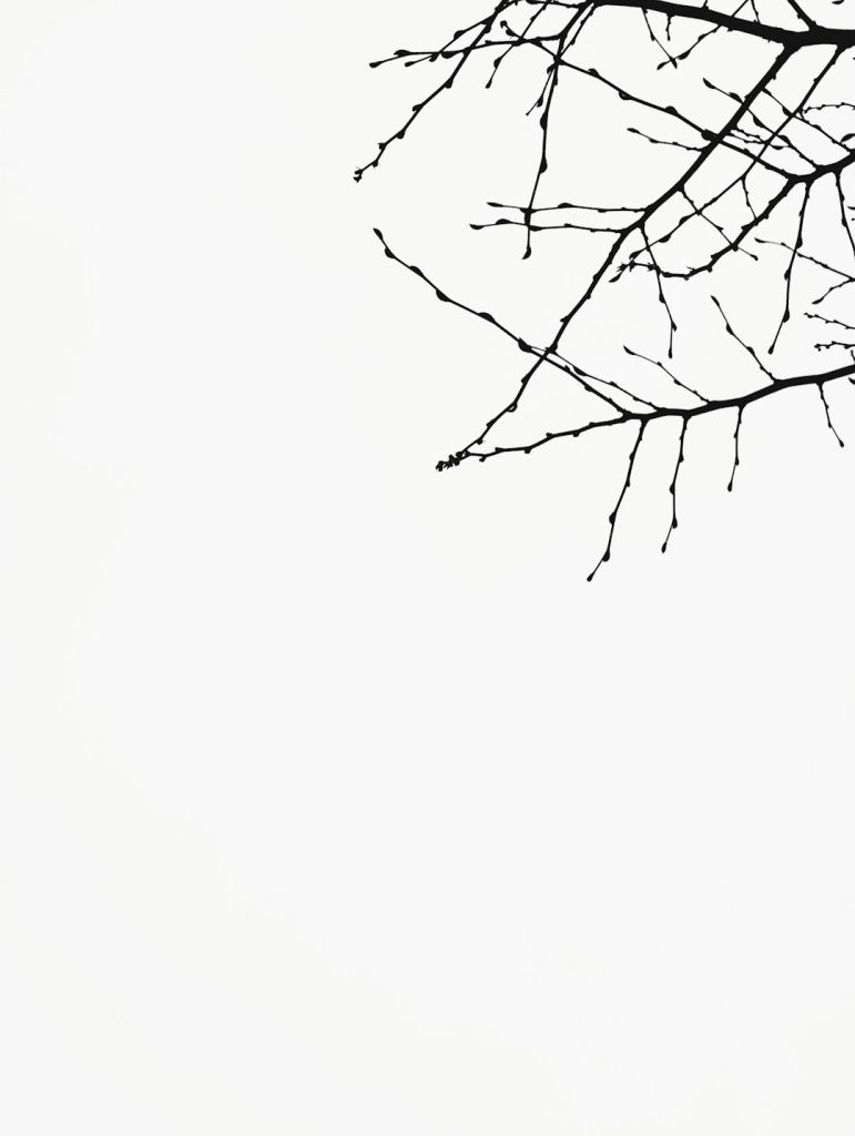 Branches 🌲